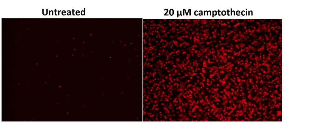 Cell Meter 磷脂酰丝氨酸凋亡检测试剂盒 深红色荧光,适合微孔板检测     货号22793