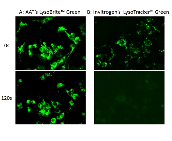 LysoBrite 溶酶体绿色荧光探针    货号22643