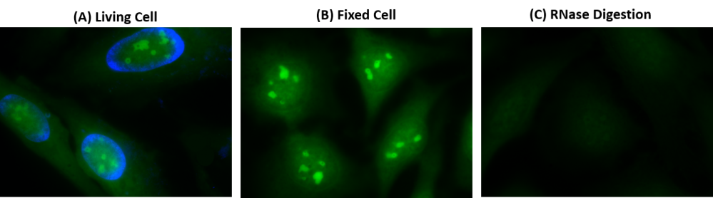 Cell Navigator 活细胞RNA成像试剂盒 绿色荧光     货号22630