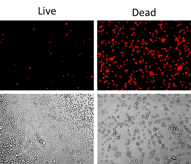 Live or Dead 固定化死细胞标记试剂盒 红色荧光     货号22603