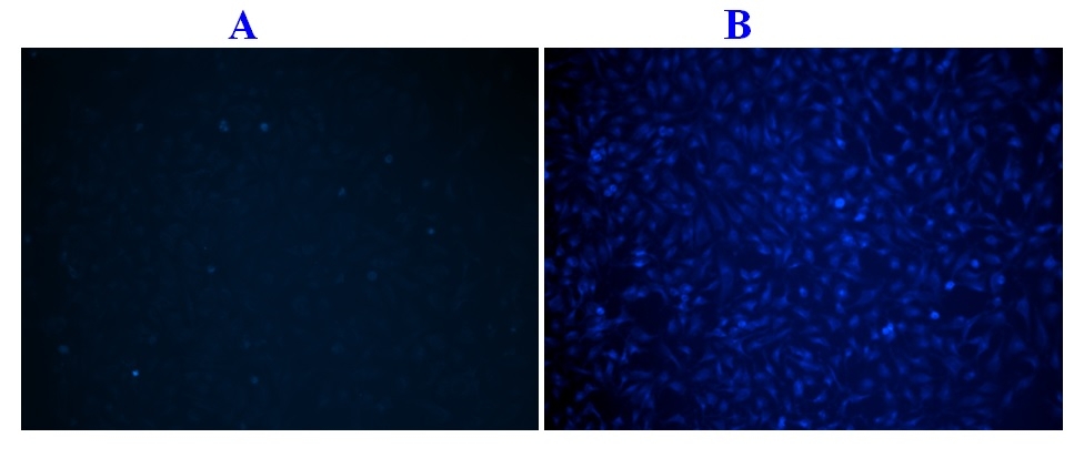 Cell Meter 免洗活细胞Caspase 3/7检测试剂盒 蓝色荧光 （停产）    货号20250