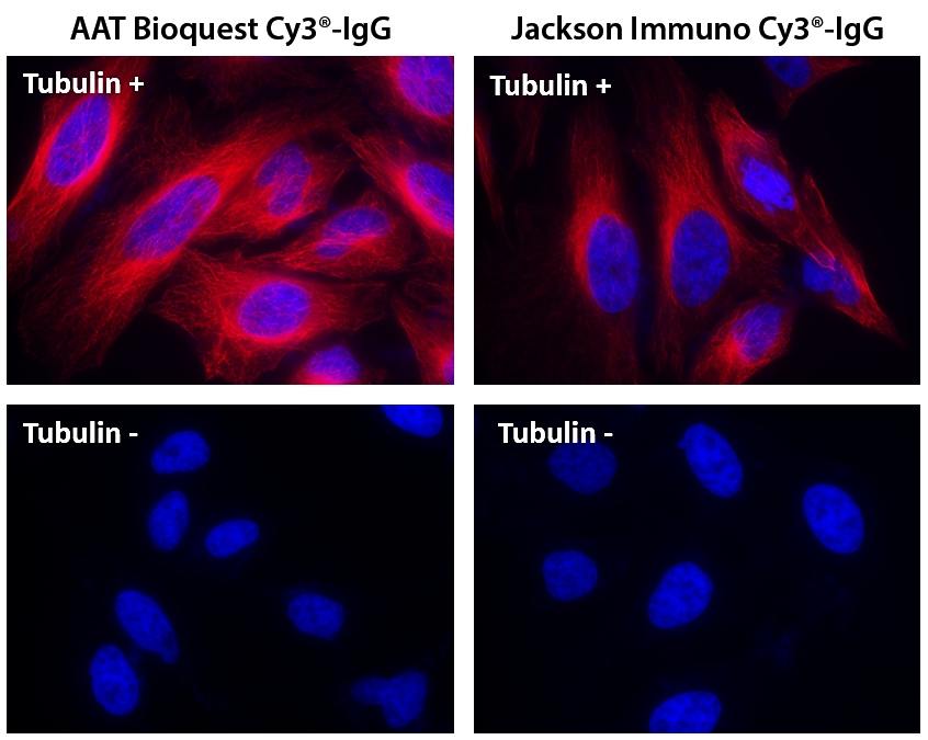 Cy3®羊抗鼠免疫球蛋白(H+L)    货号16854