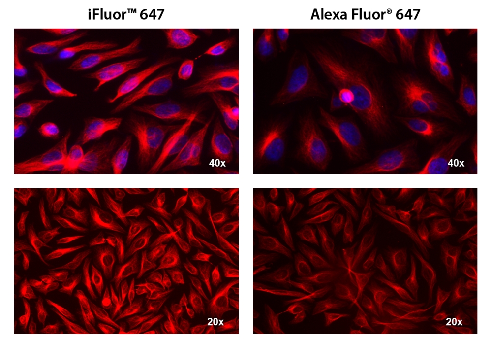 iFluor 647羊抗鼠免疫球蛋白(H+L)*交叉亲和 降低干扰*    货号16783