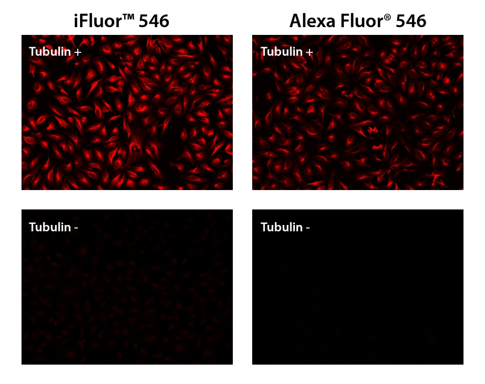iFluor 546羊抗鼠免疫球蛋白(H+L)*交叉亲和 降低干扰*    货号16537