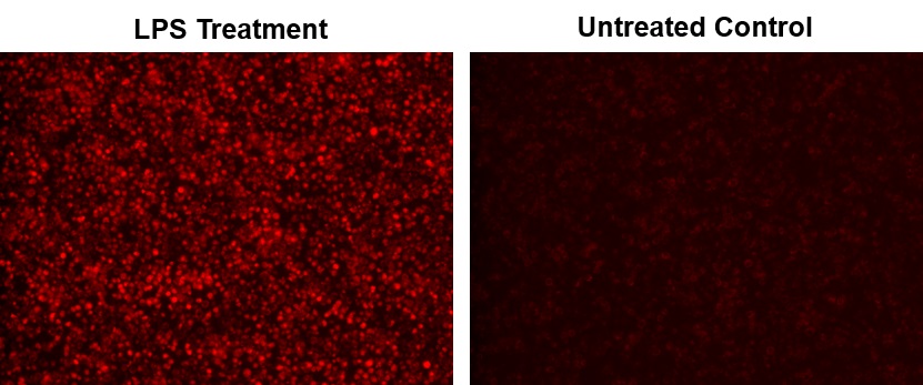Cell Meter 细胞内一氧化氮（NO）活性检测试剂盒 适合于酶标仪近红外检测     货号16359
