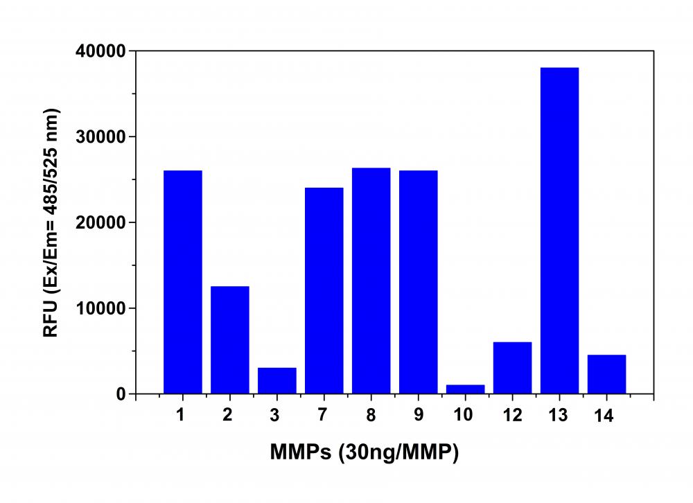 Amplite 荧光法通用型基质金属蛋白酶MMP活性检测试剂盒 绿色荧光    货号13510