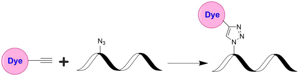 Tide Fluor 6WS炔烃    货号2303