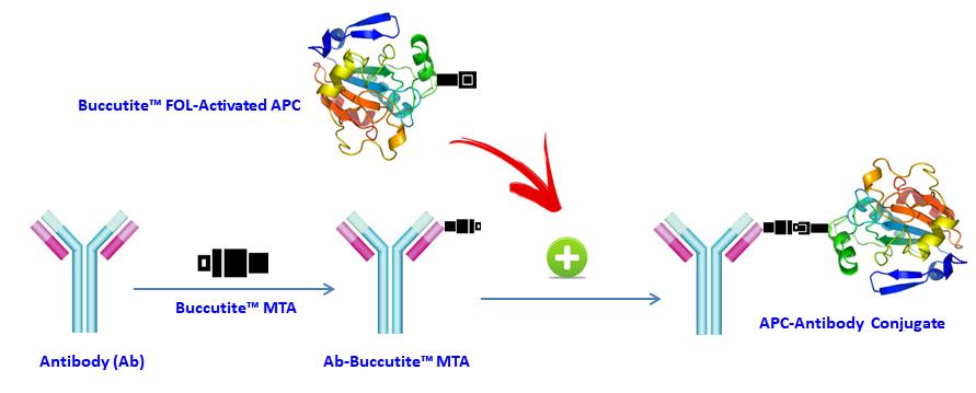 Buccutite APC-Cy7抗体标记试剂盒 标记100ug抗体    货号1321