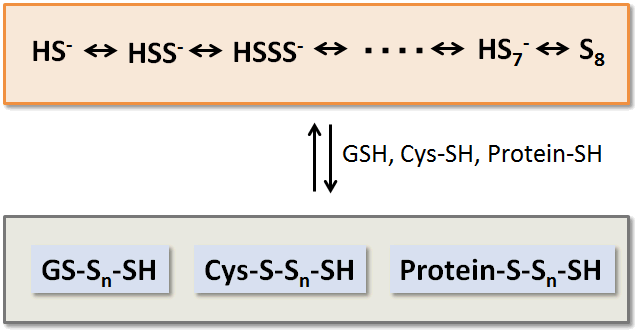 生体硫黄解析用試薬 -SulfoBiotics- Sodium disulfide (Na2S2)　同仁化学研究所