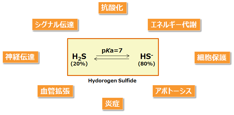 生体硫黄解析用試薬 -SulfoBiotics- Sodium sulfide (Na2S)　同仁化学研究所