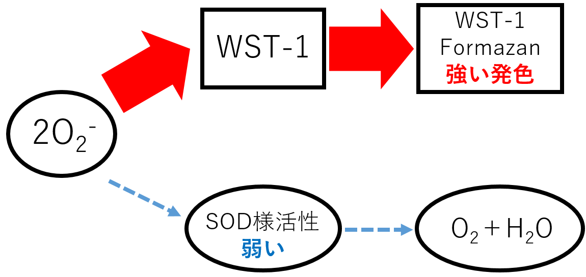 抗酸化能測定キット SOD Assay Kit - WST　同仁化学研究所