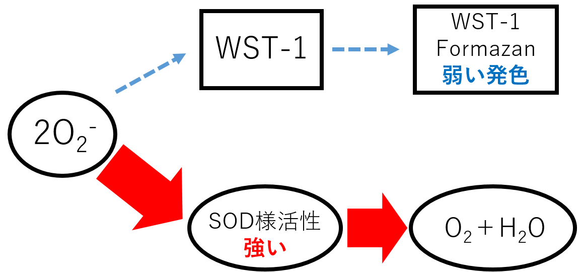 抗酸化能測定キット SOD Assay Kit - WST　同仁化学研究所