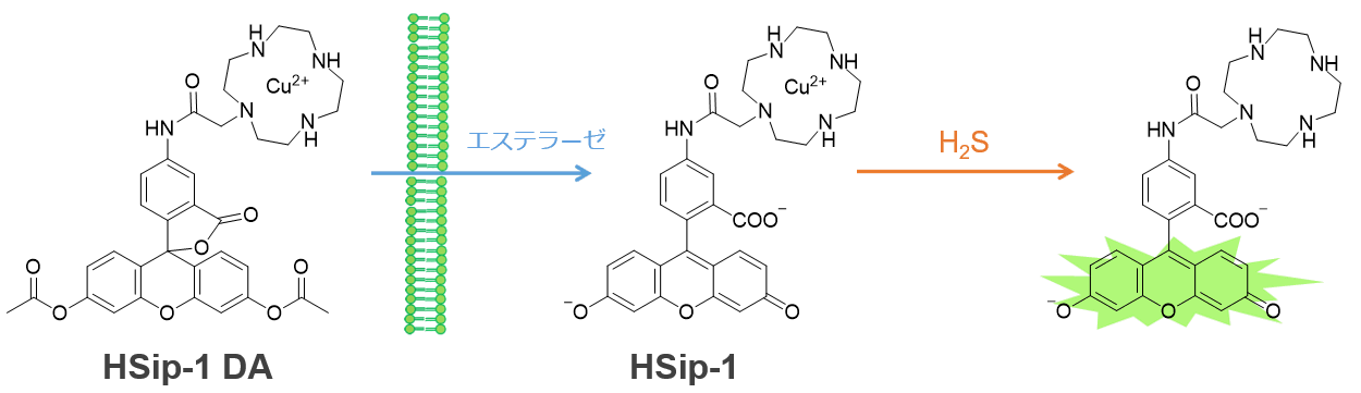 生体硫黄解析用試薬 -SulfoBiotics- HSip-1 DA　同仁化学研究所