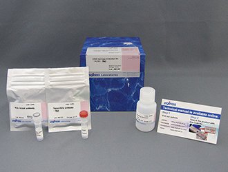 DNAダメージ検出抗体 DNA Damage Detection Kit - γH2AX - Red 同仁化学研究所