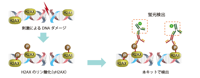 DNAダメージ検出抗体 DNA Damage Detection Kit - γH2AX　- Green　同仁化学研究所