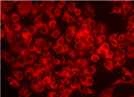 DNAダメージ検出抗体 Anti-Nitroguanosine monoclonal antibody(Clone#NO2G52)　同仁化学研究所