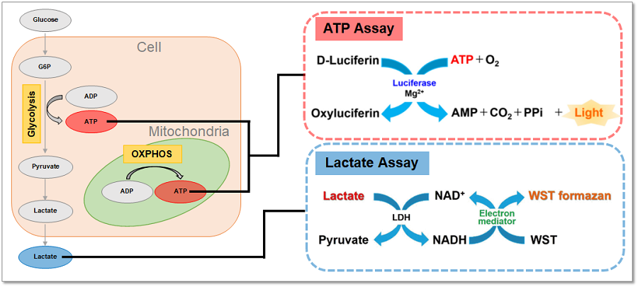 解糖系/酸化的リン酸化測定キット Glycolysis/OXPHOS Assay Kit　同仁化学研究所