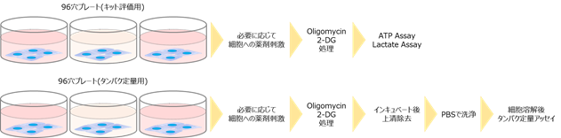 解糖系/酸化的リン酸化測定キット Glycolysis/OXPHOS Assay Kit　同仁化学研究所