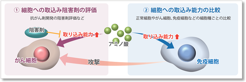 アミノ酸取り込み検出キット Amino Acid Uptake Assay Kit　同仁化学研究所