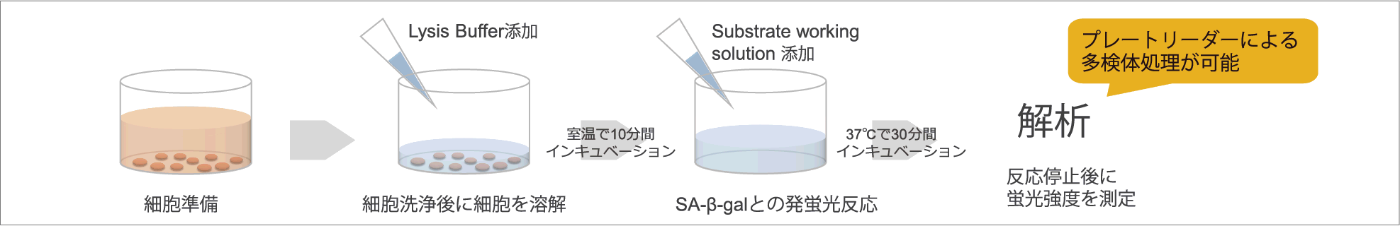 老化細胞検出キット（マイクロプレート用） Cellular Senescence Plate Assay Kit - SPiDER-βGal　同仁化学研究所