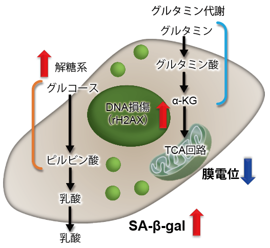 老化細胞検出キット Cellular Senescence Detection Kit - SPiDER-βGal　同仁化学研究所