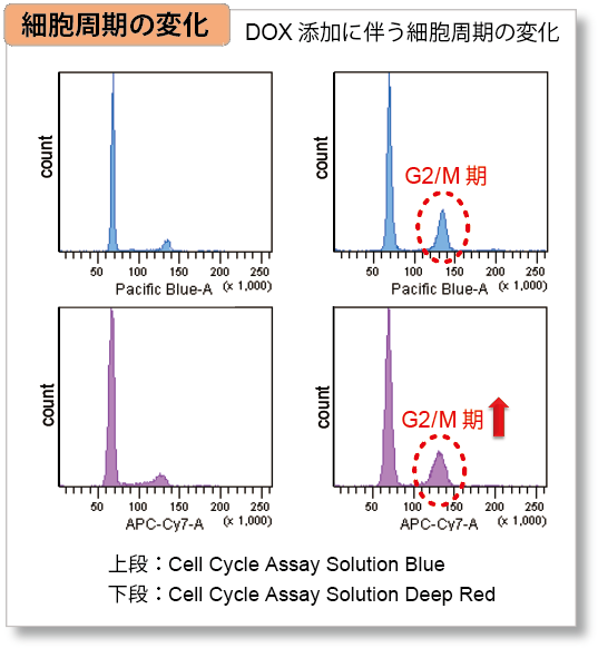 老化細胞検出キット Cellular Senescence Detection Kit - SPiDER-βGal　同仁化学研究所