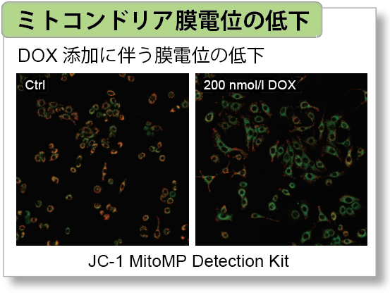 老化細胞検出キット Cellular Senescence Detection Kit - SPiDER-βGal　同仁化学研究所