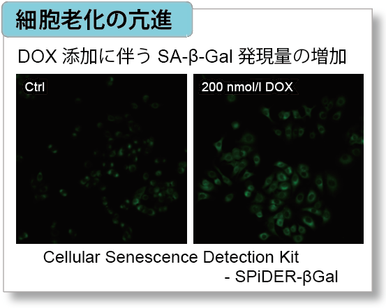 老化細胞検出キット Cellular Senescence Detection Kit - SPiDER-βGal　同仁化学研究所