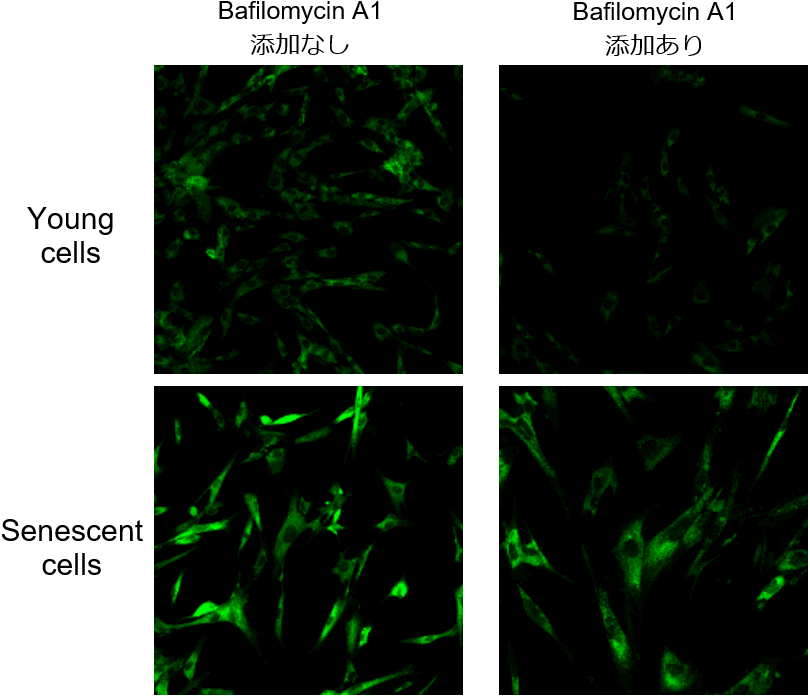 老化細胞検出キット Cellular Senescence Detection Kit - SPiDER-βGal　同仁化学研究所