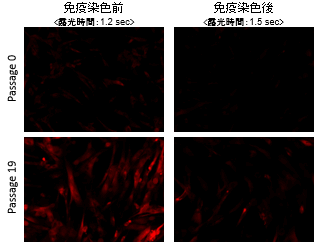 老化細胞検出キット Cellular Senescence Detection Kit - SPiDER-βGal　同仁化学研究所