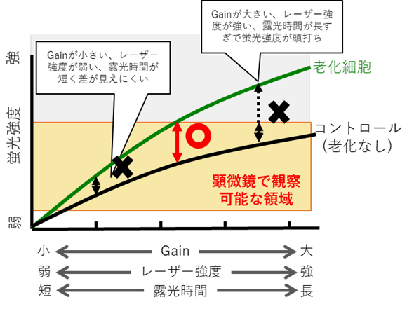 老化細胞検出キット Cellular Senescence Detection Kit - SPiDER-βGal　同仁化学研究所