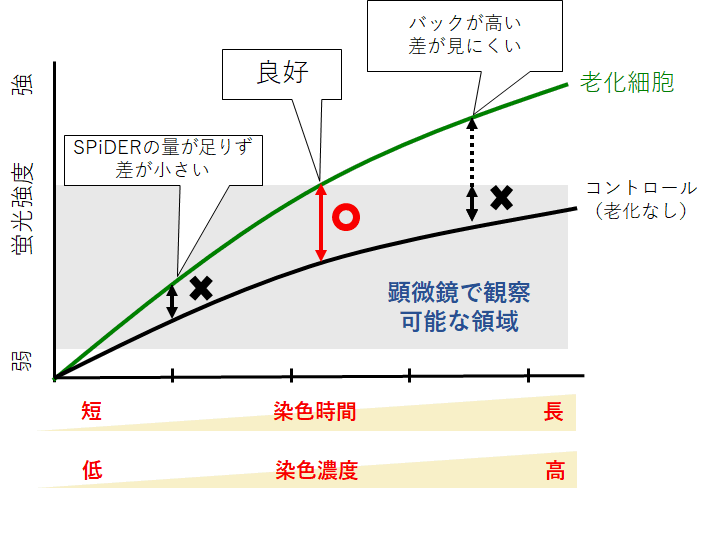 老化細胞検出キット Cellular Senescence Detection Kit - SPiDER-βGal　同仁化学研究所