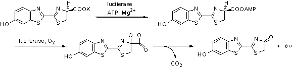 分析用試薬: ルシフェラーゼ用基質 D-Luciferin K salt　同仁化学研究所