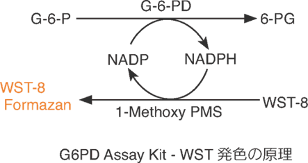 グルコース-6-リン酸脱水素酵素活性測定用キット G6PD Assay Kit-WST　同仁化学研究所