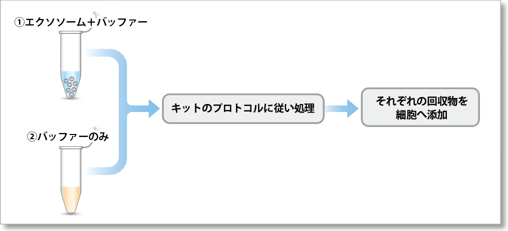 エクソソーム タンパク質蛍光染色キット Deep Red ExoSparkler Exosome Protein Labeling Kit-Deep Red　同仁化学研究所