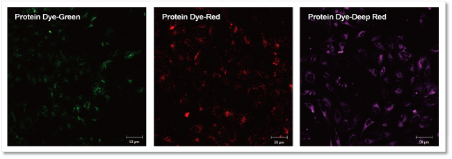 エクソソーム タンパク質蛍光染色キット Red ExoSparkler Exosome Protein Labeling Kit-Red　同仁化学研究所