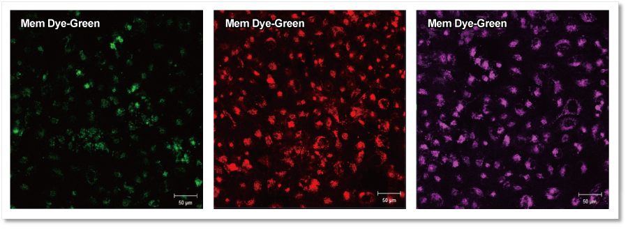 エクソソーム 膜蛍光染色キット Deep Red ExoSparkler Exosome Membrane Labeling Kit-Deep Red　同仁化学研究所