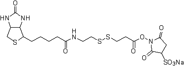 ビオチン標識試薬 Biotin-SS-Sulfo-OSu　同仁化学研究所