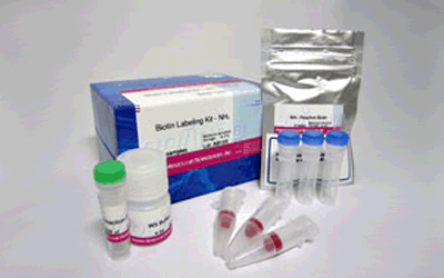 抗体標識キット Ab-10 Rapid Biotin Labeling Kit　同仁化学研究所