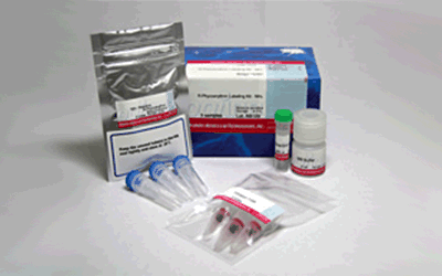 抗体標識キット Ab-10 Rapid R-Phycoerythrin Labeling Kit　同仁化学研究所
