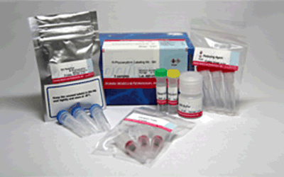 抗体・タンパク質標識キット R-Phycoerythrin Labeling Kit - SH　同仁化学研究所