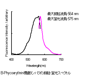 抗体・タンパク質標識キット R-Phycoerythrin Labeling Kit - SH　同仁化学研究所