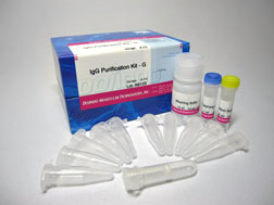 抗体・タンパク質標識キット Allophycocyanin Labeling Kit - NH2　同仁化学研究所