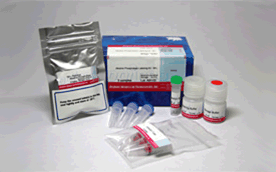 抗体・タンパク質標識キット Alkaline Phosphatase Labeling Kit - SH　同仁化学研究所