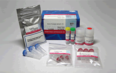 抗体・タンパク質標識キット Alkaline Phosphatase Labeling Kit - NH2　同仁化学研究所