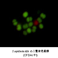 菌蛍光染色用色素 -Bacstain- PI solution　同仁化学研究所