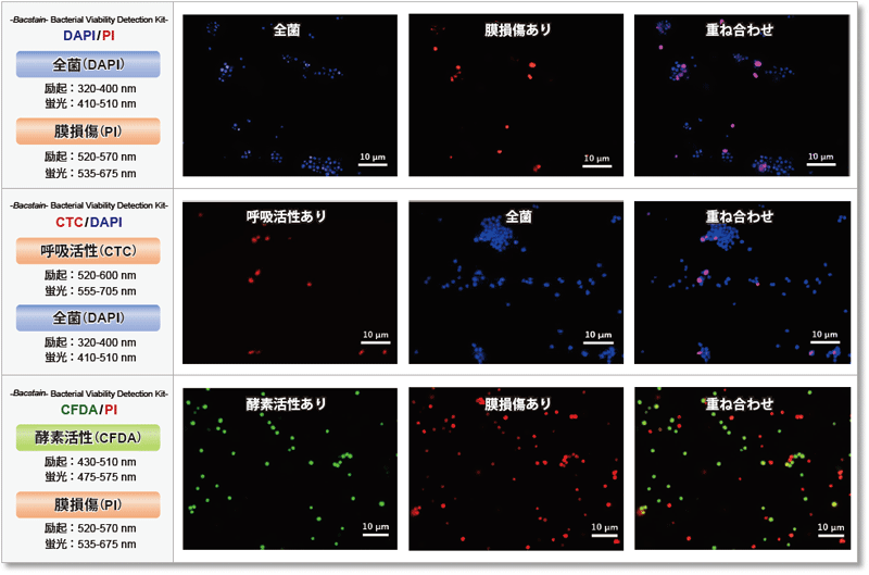 CTC/DAPI で菌を二重染色 -Bacstain- Bacterial Viability Detection Kit - CTC/DAPI　同仁化学研究所