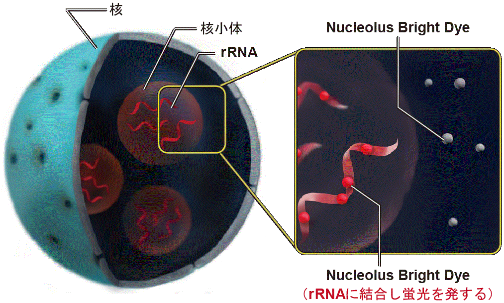 核小体蛍光染色 Nucleolus Bright Red　同仁化学研究所