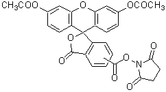 生細胞染色用色素 -Cellstain&reg;- CFSE　同仁化学研究所