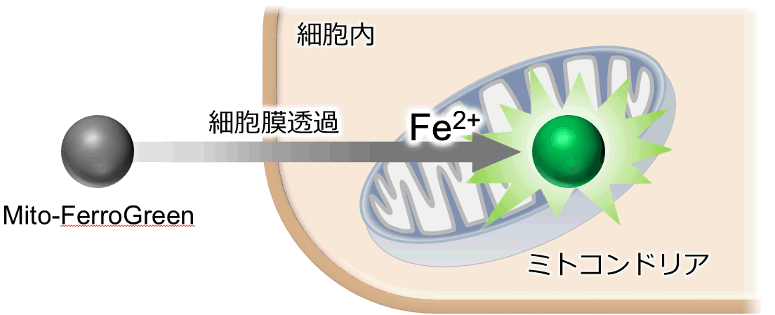 ミトコンドリア内鉄イオン検出試薬 Mito-FerroGreen　同仁化学研究所